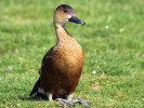 Wandering Whistling Duck (WWT Slimbridge March 2011) - pic by Nigel Key